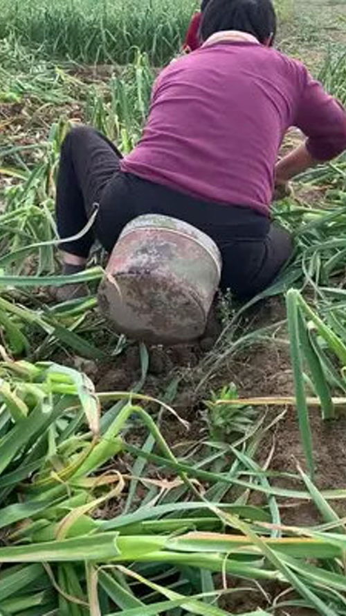 農(nóng)業(yè)種植 勞動者是最美的人