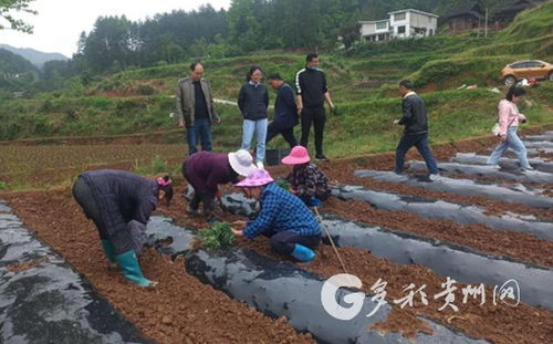 田間課堂傳經(jīng)送寶 花梨鎮(zhèn)農(nóng)業(yè)培育煥新顏