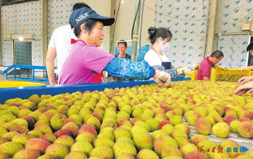 果紅了,人笑了,腰包鼓了——特色農(nóng)業(yè)種植帶動鄉(xiāng)村經(jīng)濟(jì)蓬勃發(fā)展