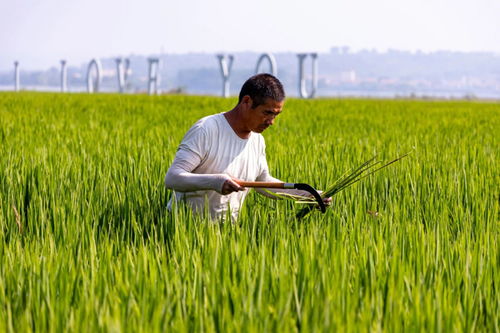 襄緣花海 幸福田園農業種植項目，豐景好農業培育新篇章