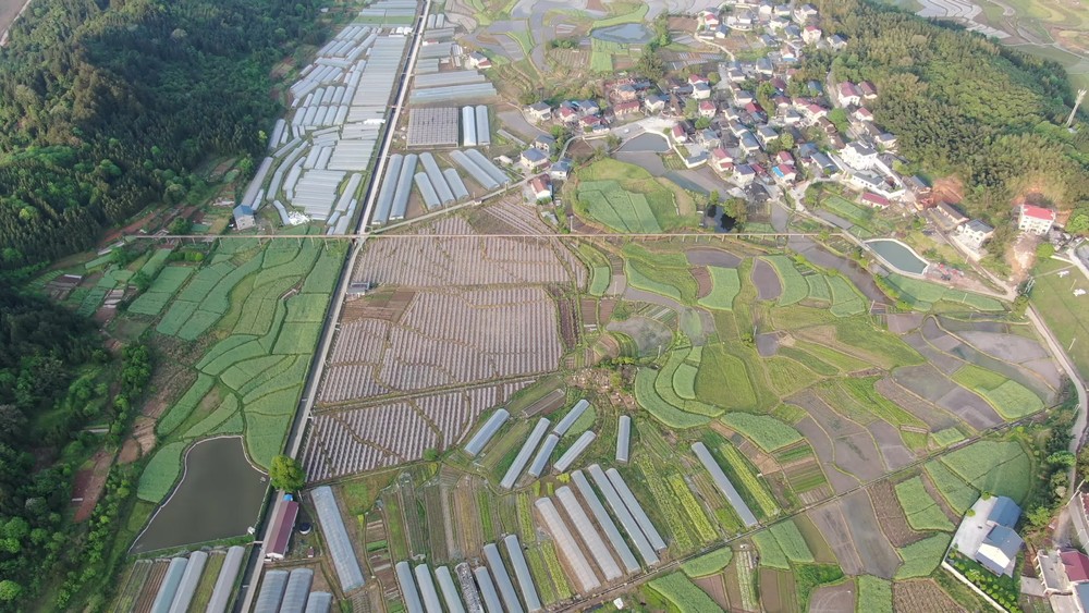丘陵鄉村田園中的農田農業種植與培育