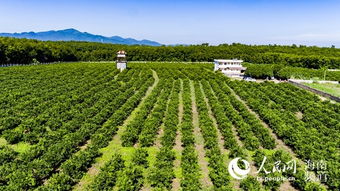 白沙紅橙采摘季暨品牌發布即將開啟，農業培育助力鄉村振興