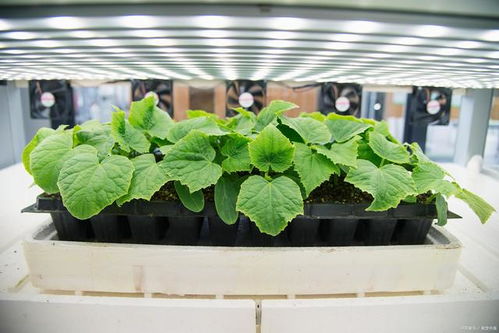 環境監測技術在植物工廠中的應用 提升農作物產量與品質