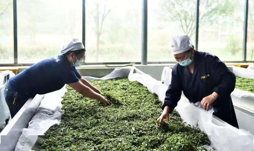 六盤水綠茶 喝著喝著，春天就來了