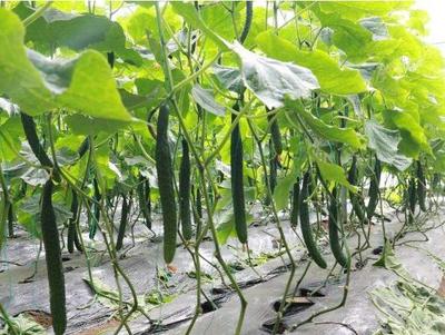 發展種植新型生態農業，他一年就賺了十萬元