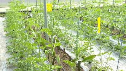 濟寧高新區(qū)王因街道后崗村 生態(tài)農(nóng)業(yè)綜合體里趟出振興路