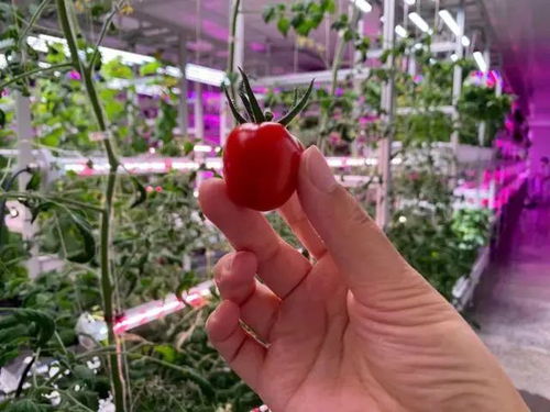 未來已來 植物工廠如何顛覆傳統(tǒng)農(nóng)業(yè)種植方式