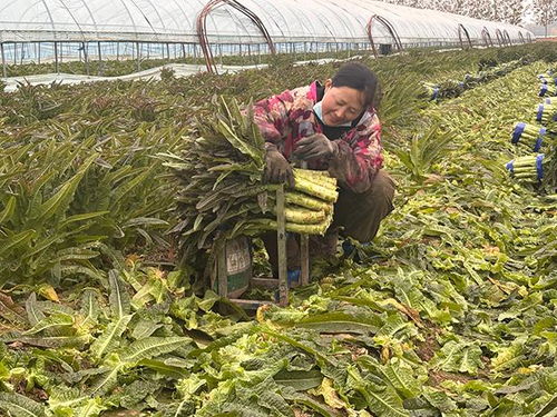 臨沂郯城 紅花鎮(zhèn)萵苣豐收價(jià)遇“寒流”，訂單農(nóng)業(yè)巧解農(nóng)民增收難題