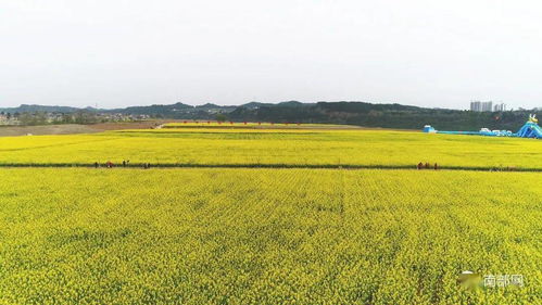 震撼！南部農(nóng)業(yè)播種現(xiàn)場(chǎng)展現(xiàn)科技魅力，網(wǎng)友驚呼 農(nóng)業(yè)已進(jìn)入“未來模式”