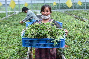 鹽堿地變“聚寶盆” 浙江慈溪科技種植引領(lǐng)現(xiàn)代農(nóng)業(yè)新篇章